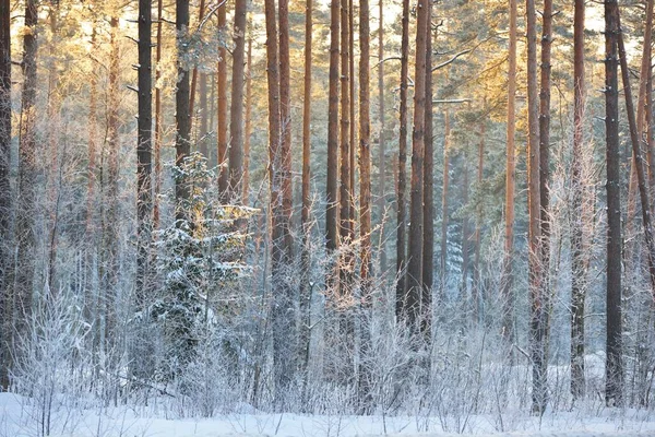 日没時に針葉樹林の松 トウヒ ジュニパーと白樺の木の壁 木の幹を通して輝く黄金の夜の日差し 冬の不思議の国 フィンランド — ストック写真