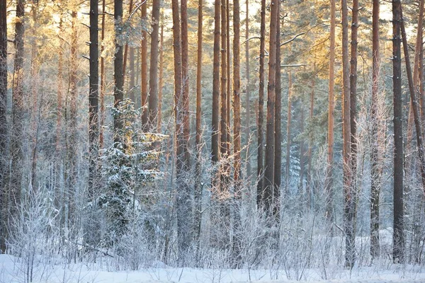 Mur Pins Épinettes Genévriers Bouleaux Dans Une Forêt Conifères Coucher — Photo