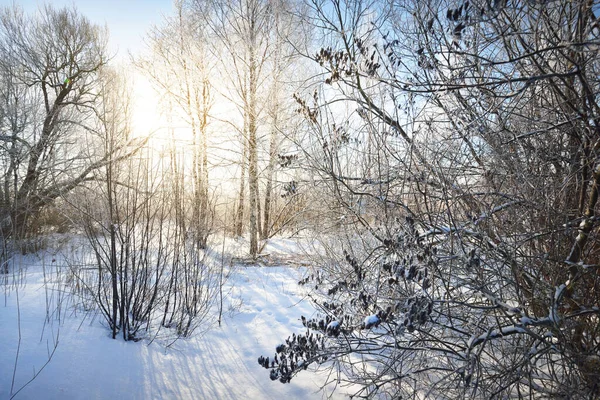 Berk Andere Loofbomen Besneeuwde Heuvel Een Sneeuwstorm Sneeuwvlokken Puur Ochtendzonlicht — Stockfoto