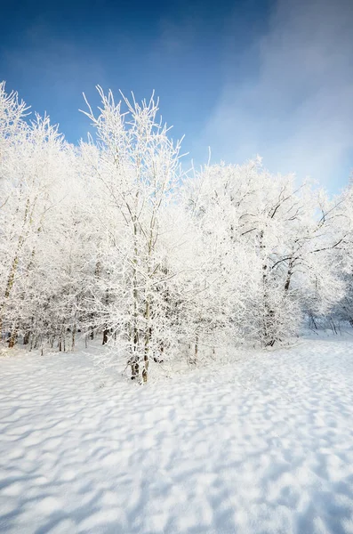 晴れた日には雪に覆われた森 旧市街公園 の美しいパノラマビュー 春の霜の終わりに木 冬の不思議の国 気候変動 純粋な自然 — ストック写真