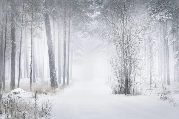 Camino Través Del Bosque Pinos Cubierto Nieve Una Ventisca Poderosos — Foto de Stock