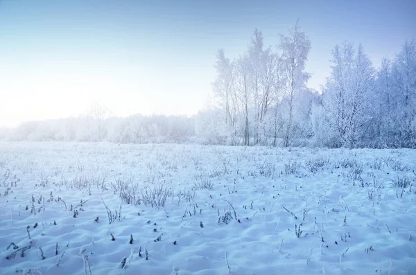 Snow-covered coniferous forest at sunset. Trees in hoarfrost close-up. Clear colorful twilight sky. Picturesque panoramic view. Winter wonderland. Seasons, climate change, pure nature