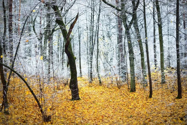 Drzewa Liściaste Krystalicznie Białym Szronie Leśna Podłoga Kolorowych Złotych Liści — Zdjęcie stockowe