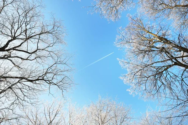 Niski Kąt Widzenia Starego Parku Miejskiego Zamieci Śnieżnej Pnie Drzew — Zdjęcie stockowe