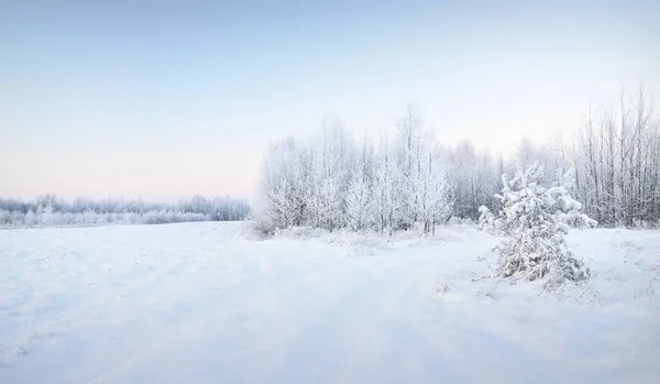 Malowniczy Panoramiczny Widok Zaśnieżony Las Stary Park Miejski Pogodny Dzień — Zdjęcie stockowe