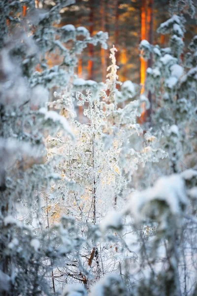 Gün Batımında Ladin Ağaçlarından Oluşan Bir Çerçevede Karla Kaplı Ardıç — Stok fotoğraf