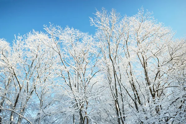 Geada Porco Árvores Close Dia Inverno Ensolarado Depois Uma Nevasca — Fotografia de Stock