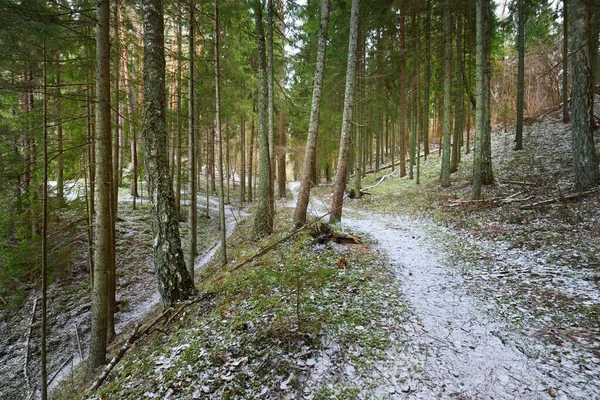 Caminho Através Colina Coberta Neve Uma Floresta Coníferas Mistas Pinheiros — Fotografia de Stock