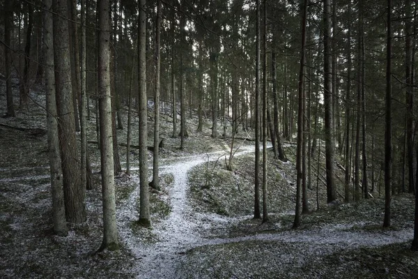 Caminho Através Colina Coberta Neve Uma Floresta Coníferas Mistas Pinheiros — Fotografia de Stock