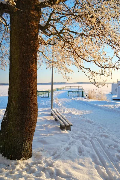 Arbre Feuilles Caduques Couvert Givre Blanc Cristallin Paysage Idyllique Ciel — Photo