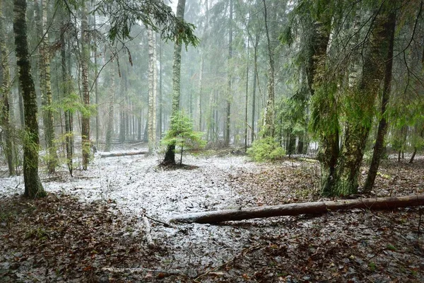 嫩绿的冷杉 常绿的松树和苔藓繁茂的桦树 笼罩在白雾中 芬兰森林里的第一场雪树桩特写 大气景观 气候变化 环境保护 — 图库照片