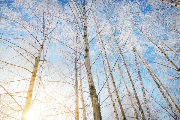 Niski Kąt Widzenia Lasu Brzozowego Zamieci Śnieżnej Pnie Drzew Zbliżenie — Zdjęcie stockowe