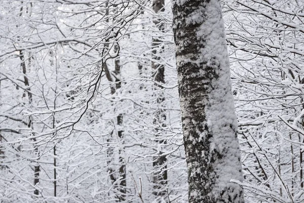 日没の雪に覆われた森林の大気中の風景 枝に霜が降ります 冬の不思議の国 生態系 地球温暖化 エコツーリズム グラフィックリソース モノクロ 白黒画像 — ストック写真