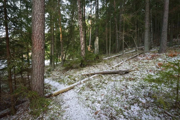 Caminho Através Colina Coberta Neve Uma Floresta Coníferas Mistas Pinheiros — Fotografia de Stock