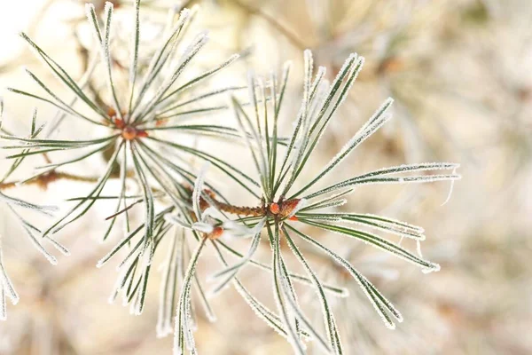 Young Green Fir Tree Branch Needles Close Coniferous Forest Sunset — Stock Photo, Image