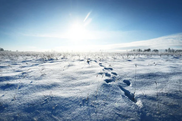 Panoramautsikt Över Det Snötäckta Fältet Efter Snöstorm Mänskliga Spår Nysnö — Stockfoto