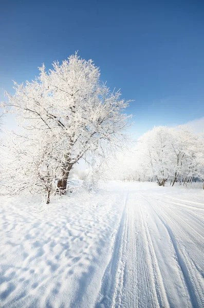 雪の晴れた日にはフィールドを介して農村部の道路覆われた 真っ青な空 背景の霜で落葉樹 牧歌的な冬の風景 クリスマススキー危険な運転歩行 — ストック写真