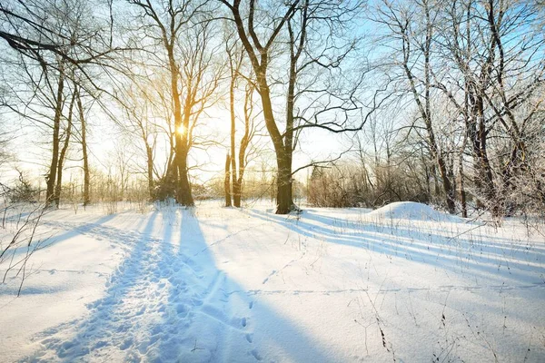 吹雪の後の旧市街公園を通る通路 背の高い木の幹を閉じます 枝に霜が降ります 新鮮な雪の中で人間のトラック 地面に影 真っ青な空 ラトビア 冬の風景 — ストック写真
