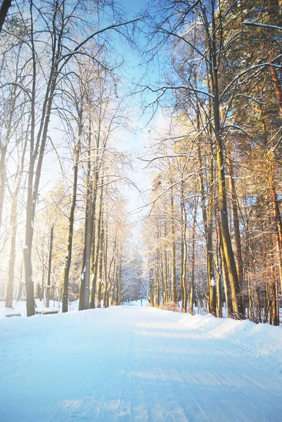 Een Lege Met Sneeuw Bedekte Steeg Door Hoge Ijzige Bomen — Stockfoto