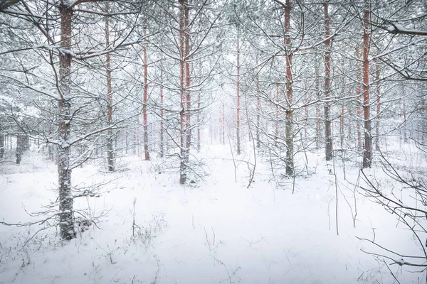 Een Pad Door Het Besneeuwde Dennenbos Een Sneeuwstorm Machtige Groenblijvende — Stockfoto