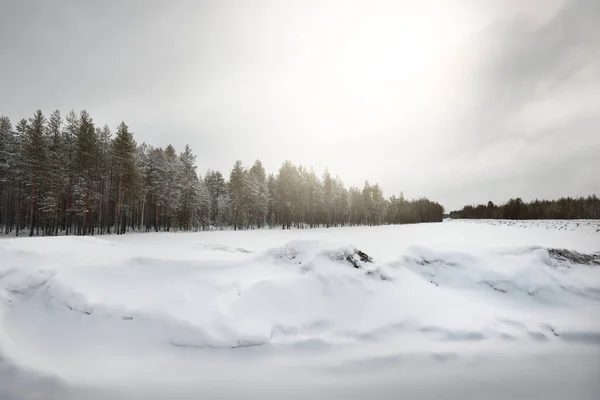 Campo Cubierto Nieve Bosque Coníferas Después Una Tormenta Nieve Cielo — Foto de Stock