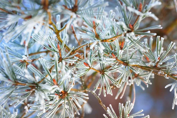 Hoar frost on the young green fir tree branch, needles close-up. Coniferous forest at sunset. Pure evening golden light. Lapland, Finland