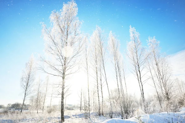 Birch Trees Snow Covered Hill Blizzard Falling Snowflakes Pure Morning — Stock Photo, Image