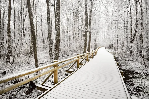 Chemin Moderne Bois Promenade Travers Forêt Feuilles Persistantes Après Blizzard — Photo