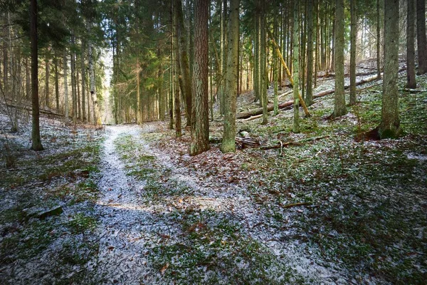 Stezka Zasněženým Kopcem Smíšeném Jehličnatém Lese Zelené Borovice Smrky Polena — Stock fotografie