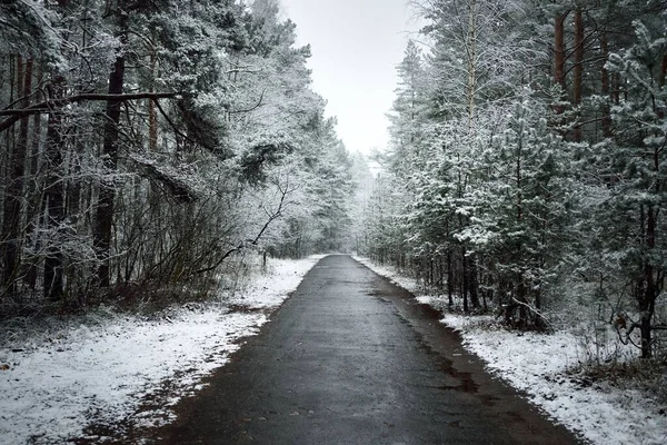 吹雪の後 常緑の森を介してパスウェイ 田舎道 最初の雪で覆われた強力な木 大気の風景 牧歌的な田園風景 冬の不思議の国 純粋な自然 — ストック写真