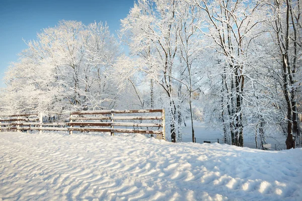 Hoar frost on trees and car tracks in a fresh snow, close-up. Sunny winter day after a blizzard. Clear blue  sky. Christmas vacations, recreation theme. Gauja national park, Sigulda, Latvia