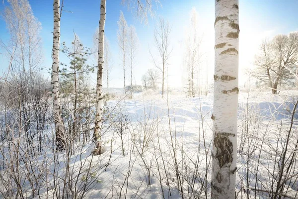 吹雪の後 雪の上に白樺の木 丘のカバー 雪が降ると 木の幹を通して純粋な朝の日差し 真っ青な空 冬の不思議の国 牧歌的な冬のシーン フィンランド — ストック写真