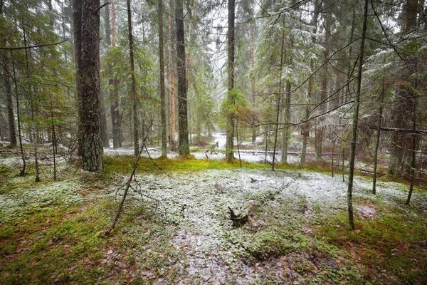 Pinheiro Perene Bétulas Musgosas Uma Névoa Branca Primeira Neve Floresta — Fotografia de Stock