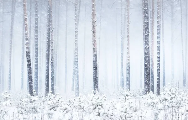 吹雪の中で雪に覆われた松林 強力な常緑樹のクローズアップ 大気の風景 牧歌的な田園風景 冬の不思議の国 パノラマビュー 純粋な自然 気候変動 — ストック写真
