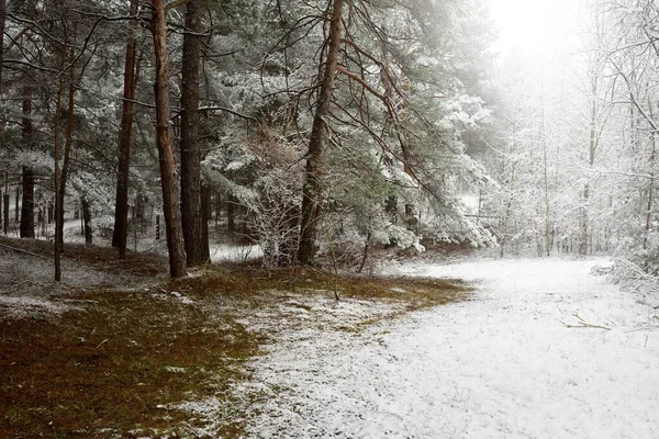 Camino Través Las Colinas Del Bosque Siempreverde Una Niebla Poderosos — Foto de Stock