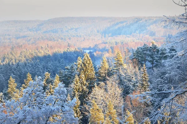 朝のもやの中で吹雪の後の川や雪に覆われた森の息をのむような空中ビュー モミの木を閉じる 真っ青な空 冬の不思議の国 ゴーヤ国立公園 シグルダ ラトビア — ストック写真