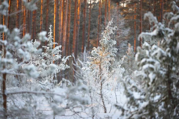クローズアップでスプルースの木のフレームで雪に覆われたジュニパー 吹雪の後の針葉樹林 松の幹を通して輝く太陽の光 冬の不思議の国 フィンランド — ストック写真