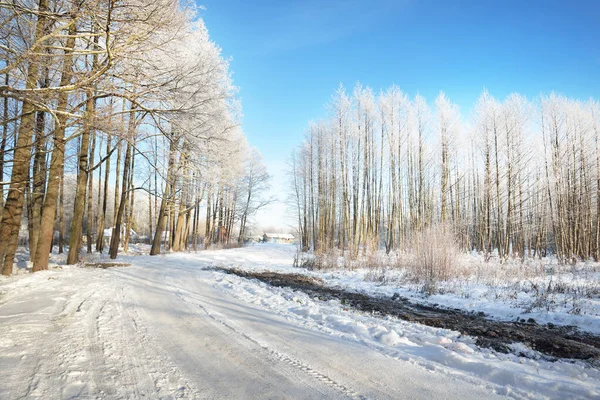 清理后的一条空旷的沥青路面 新雪中的车辙 后面是白雪覆盖的桦树林 晴朗的蓝天 芬兰的冬季驾驶 全球变暖主题 — 图库照片