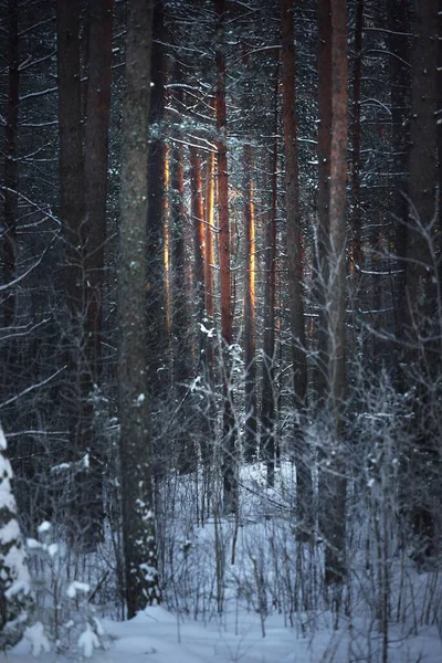 Muur Van Pijnbomen Sparren Berken Een Naaldbos Bij Zonsondergang Gouden — Stockfoto