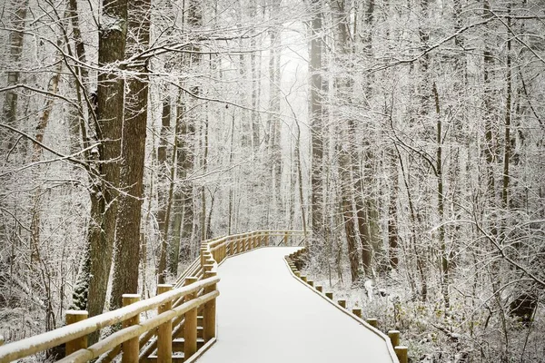 Chemin Moderne Bois Promenade Travers Forêt Feuilles Persistantes Après Blizzard — Photo