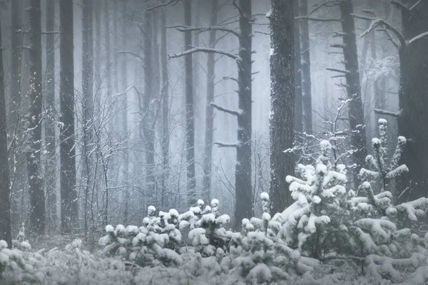 Snow Covered Pine Tree Forest Blizzard Mighty Evergreen Trees Close — Stock Photo, Image