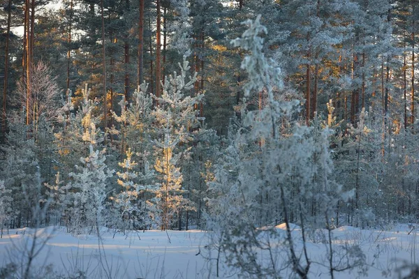 日没時にジュニパー トウヒ 松の木 吹雪の後の煙霧の中で針葉樹林 木の幹を通して輝く黄金の太陽 冬の不思議の国 フィンランド — ストック写真
