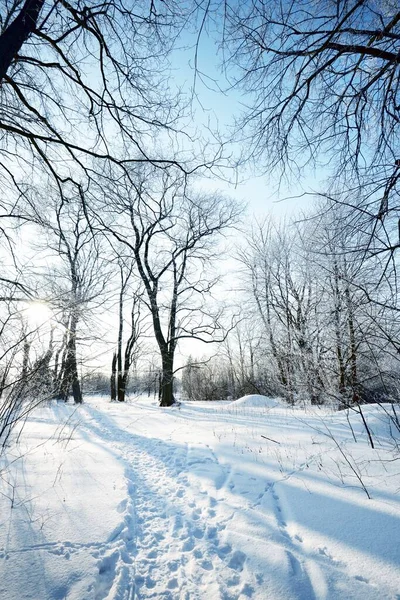 Tiefer Blick Auf Den Weg Durch Den Alten Stadtpark Nach — Stockfoto