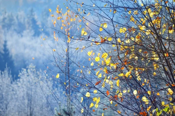 冻结的植物 覆盖着成熟的幼树 色彩斑斓的绿色 金黄色的叶子特写 摘要自然植物学图样 冬天的仙境季节 — 图库照片