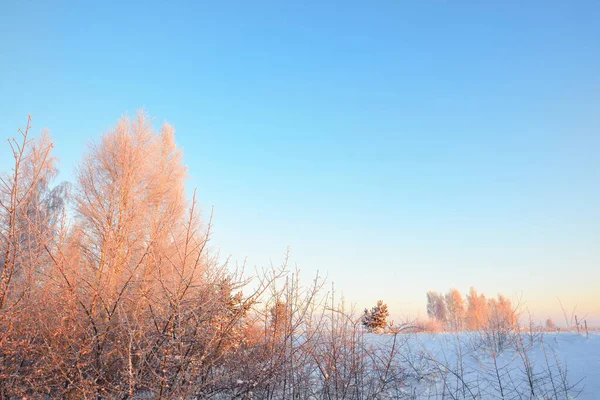 Snötäckt Frusen Sjö Vid Solnedgången Finland Med Björkar Bakgrunden Klarblå — Stockfoto