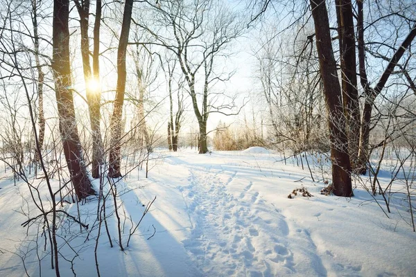 吹雪の後の旧市街公園を通る通路 背の高い木の幹を閉じます 枝に霜が降ります 新鮮な雪の中で人間のトラック 地面に影 真っ青な空 ラトビア 冬の風景 — ストック写真