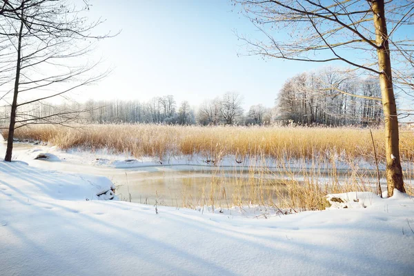 Liten Frusen Flod Och Höga Björkar Hjorfrost Efter Snöstorm Närbild — Stockfoto