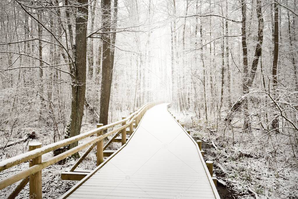 Modern wooden pathway (boardwalk) through evergreen forest after a blizzard. Mighty trees covered with the first snow. Atmospheric landscape. Idyllic rural scene. Winter wonderland. Nature, ecotourism