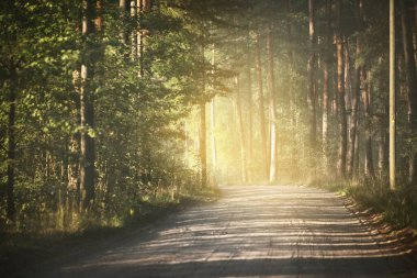 Gün batımında sisli bir havada çam ormanının içinden geçen eski bir çakıl yolu. Yerdeki gölgeler. Doğal tünel. Idyllic kırsal kesim. Letonya