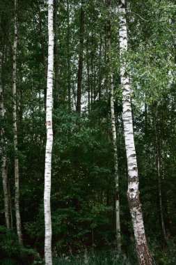 Yeşil yaprak döken bir ormanda huş ağaçları, yakın plan ağaç gövdeleri. - Letonya. Karanlık sonbahar sahnesi. Atmosferik manzara. Ormancılık, mevsimler, ekoloji, çevre koruma teması